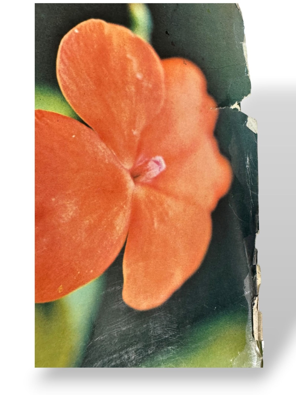 Plants & Flowers Vintage Gardening Hardcover Book W/Dust Jacket – 1974