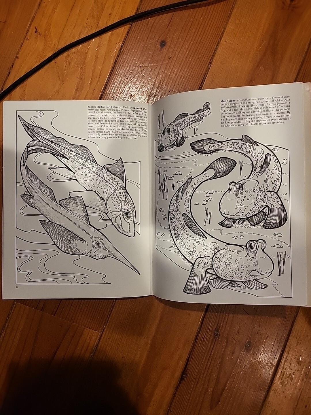 Strange Creatures of the Sea Coloring Book by Llyn Hunter (1991, Trade…