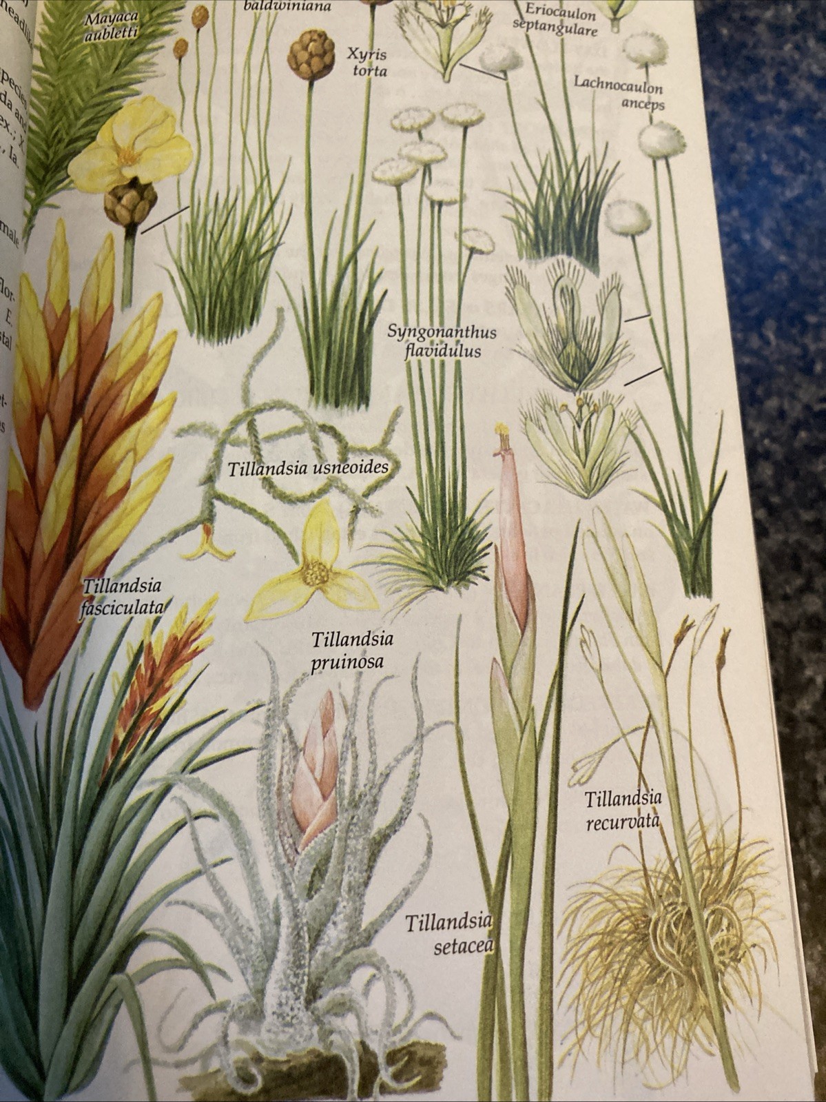 Vintage Golden Field Guide Wildflowers of North America Hibiscus cover 1984