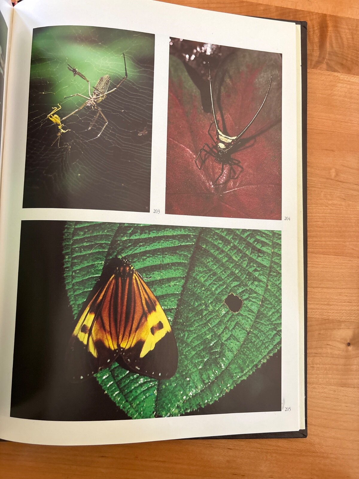 National Parks of Ecuador Hardback 1987 by Jorge Juan Anbalzer 230 Pages Rare