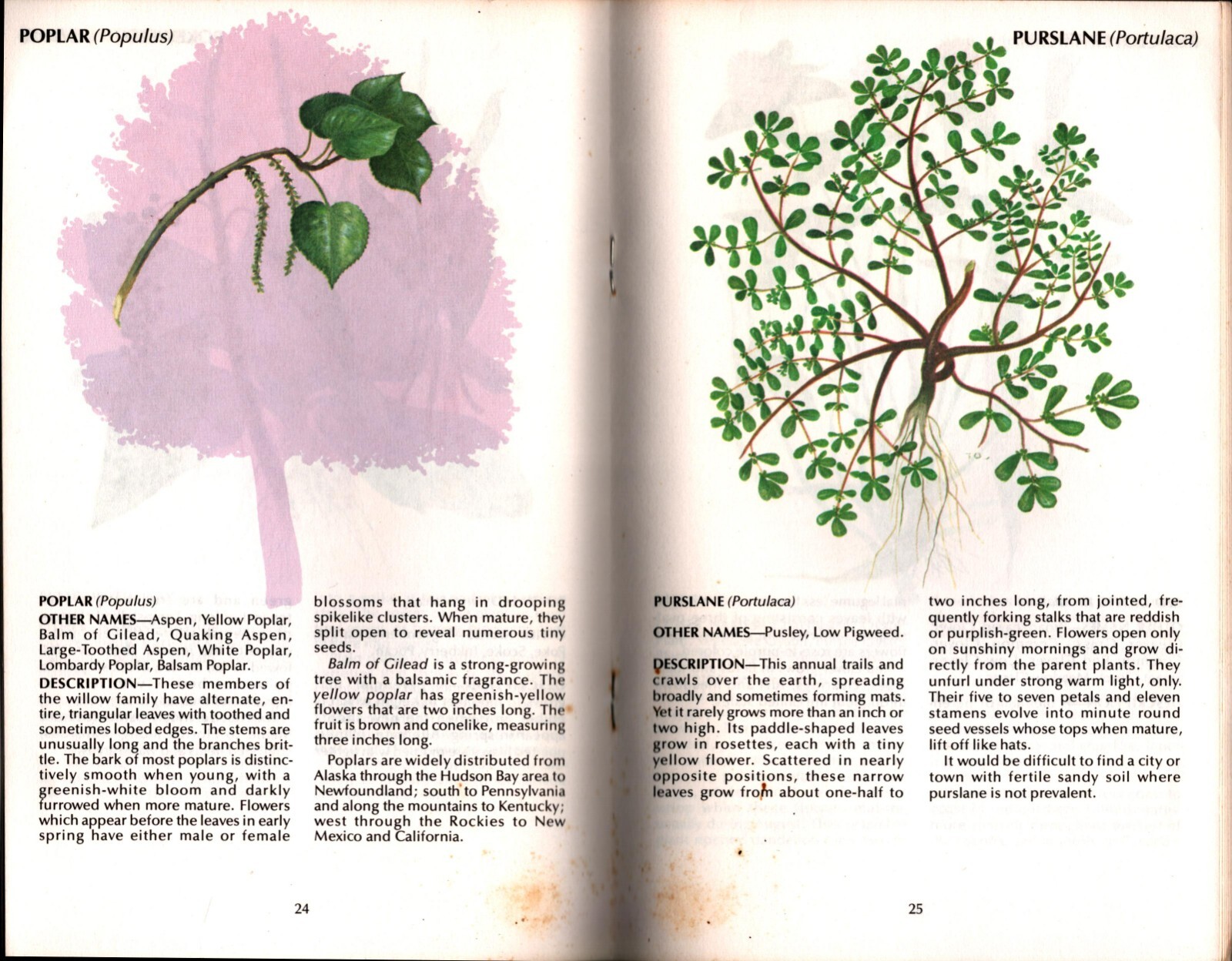 Field Guide to Wild Herbs Rodale Press 51 Pages 8″ x 5″