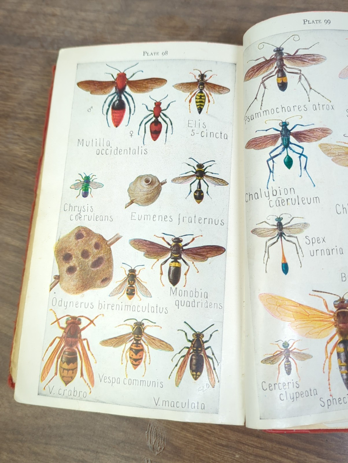 Field Book of INSECTS 1948 Revised Edition by Frank E.Lutz, – Ex Library