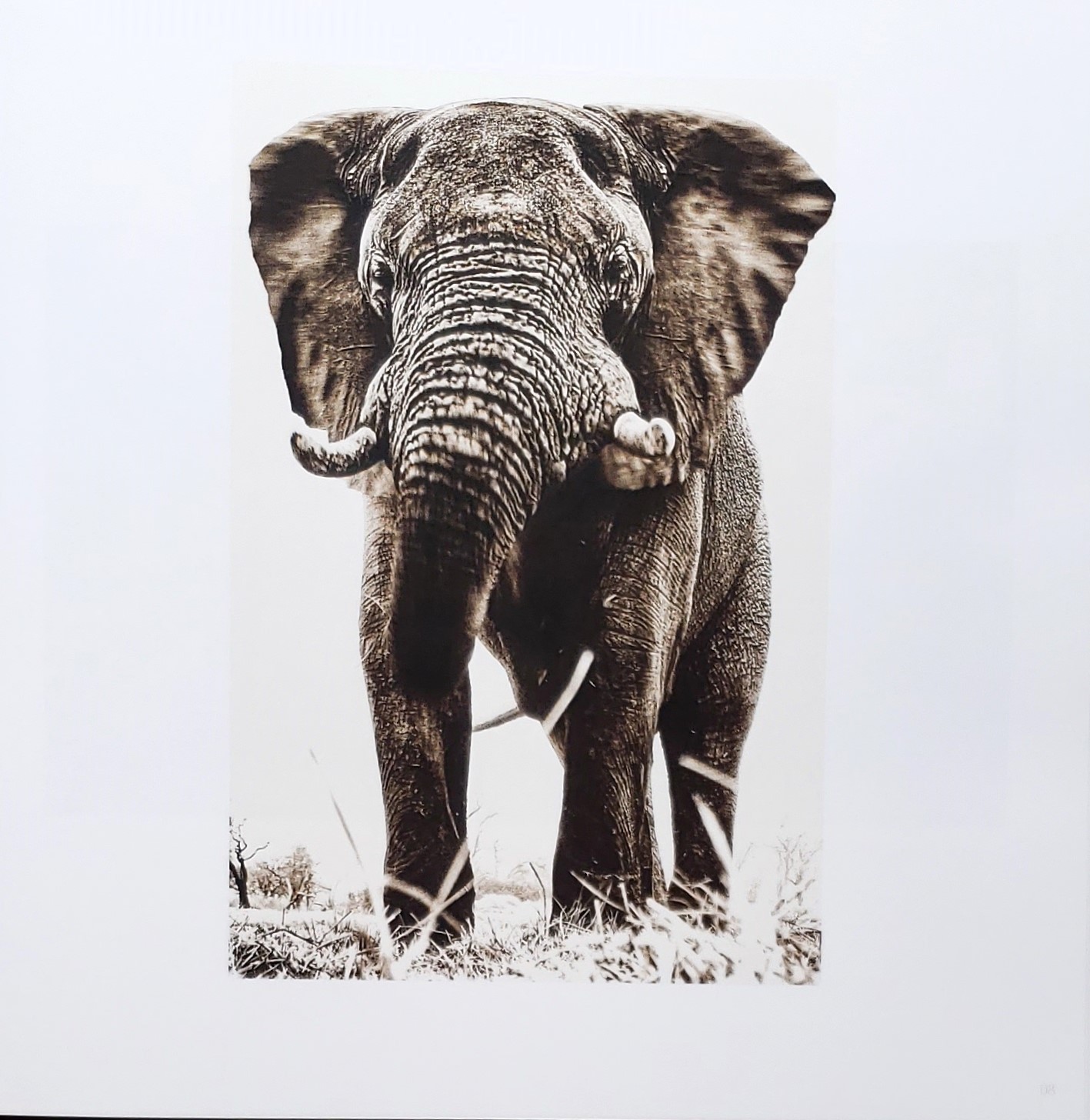 Homage by Graham Springer First Edition 2015
