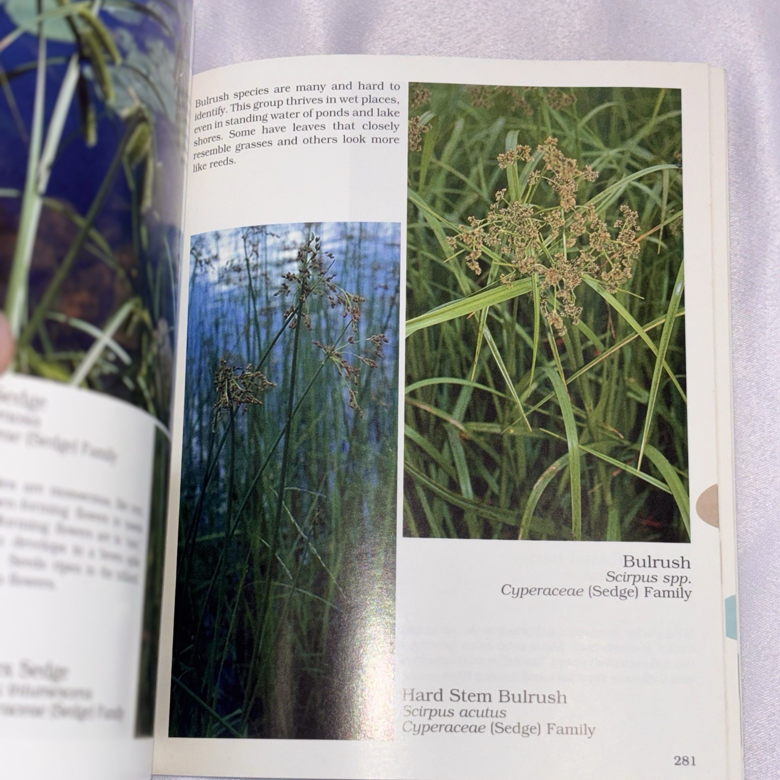 What’s Doin’ the Bloom? Revised Illustrated Wildflowers Guide PB 2002