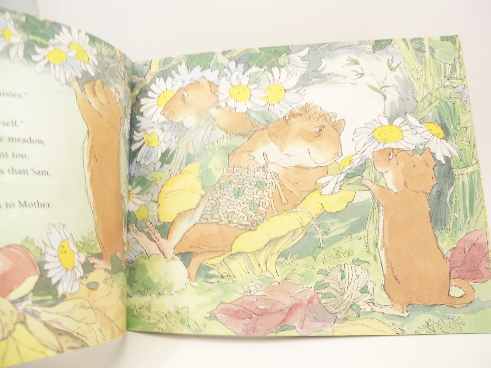 Sam Vole and his Brothers by Martin Waddell illustrated Barbara Firth Signed PB