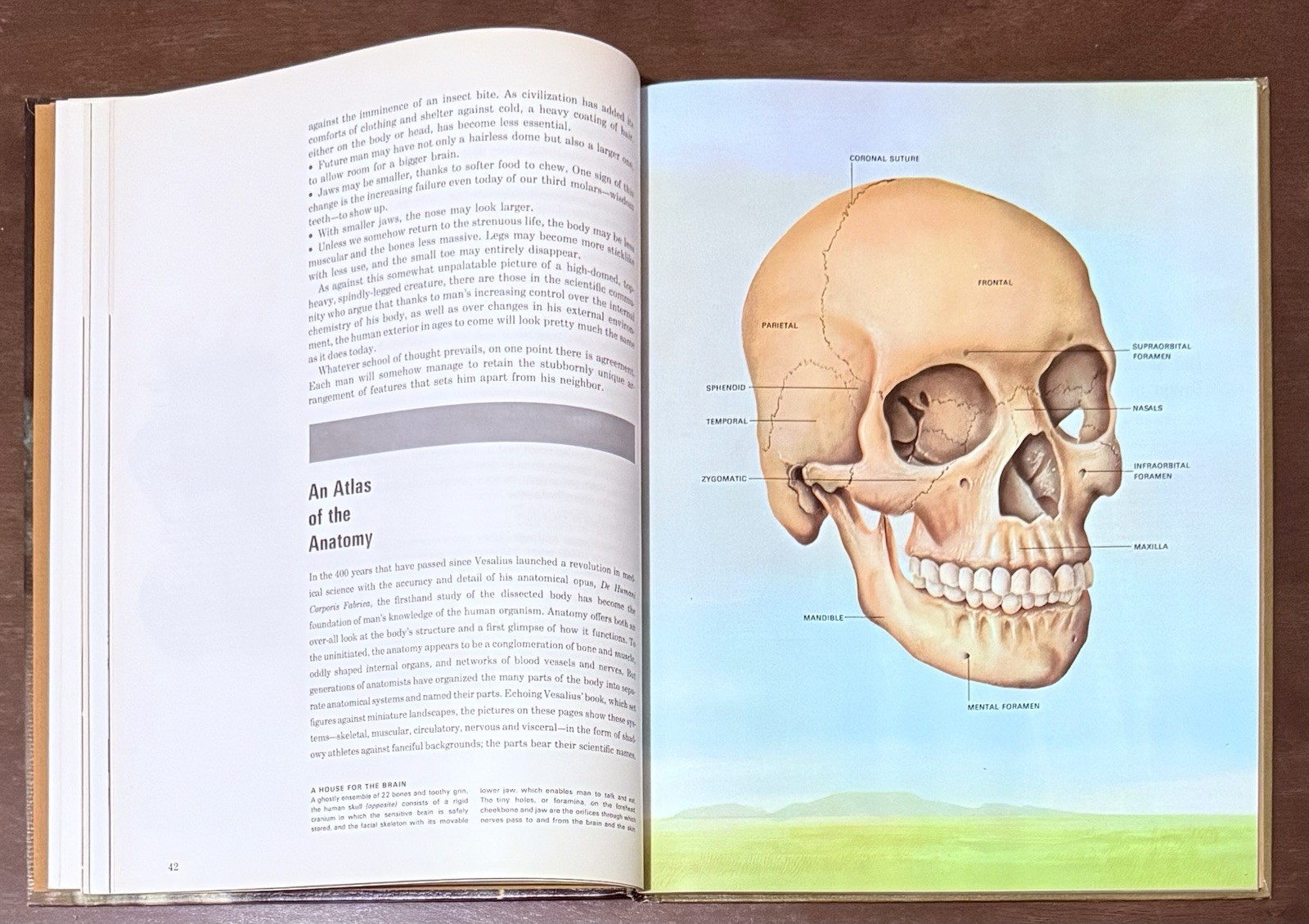 The Body by Alan E. Nourse, Time Life Science Library. Entertaining To Read Look