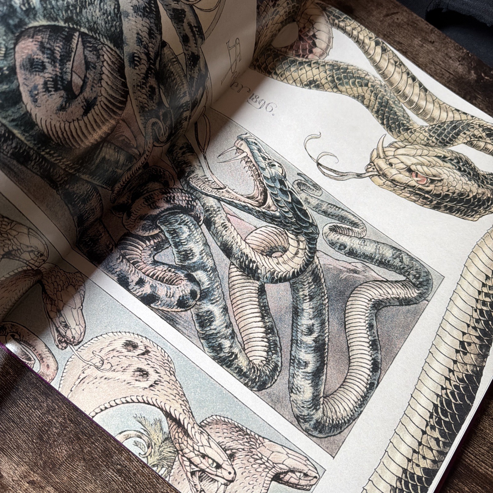 Animalia & Fantasia Hardcover Book Art Nouveau Creatures Dragons by Anton Seder