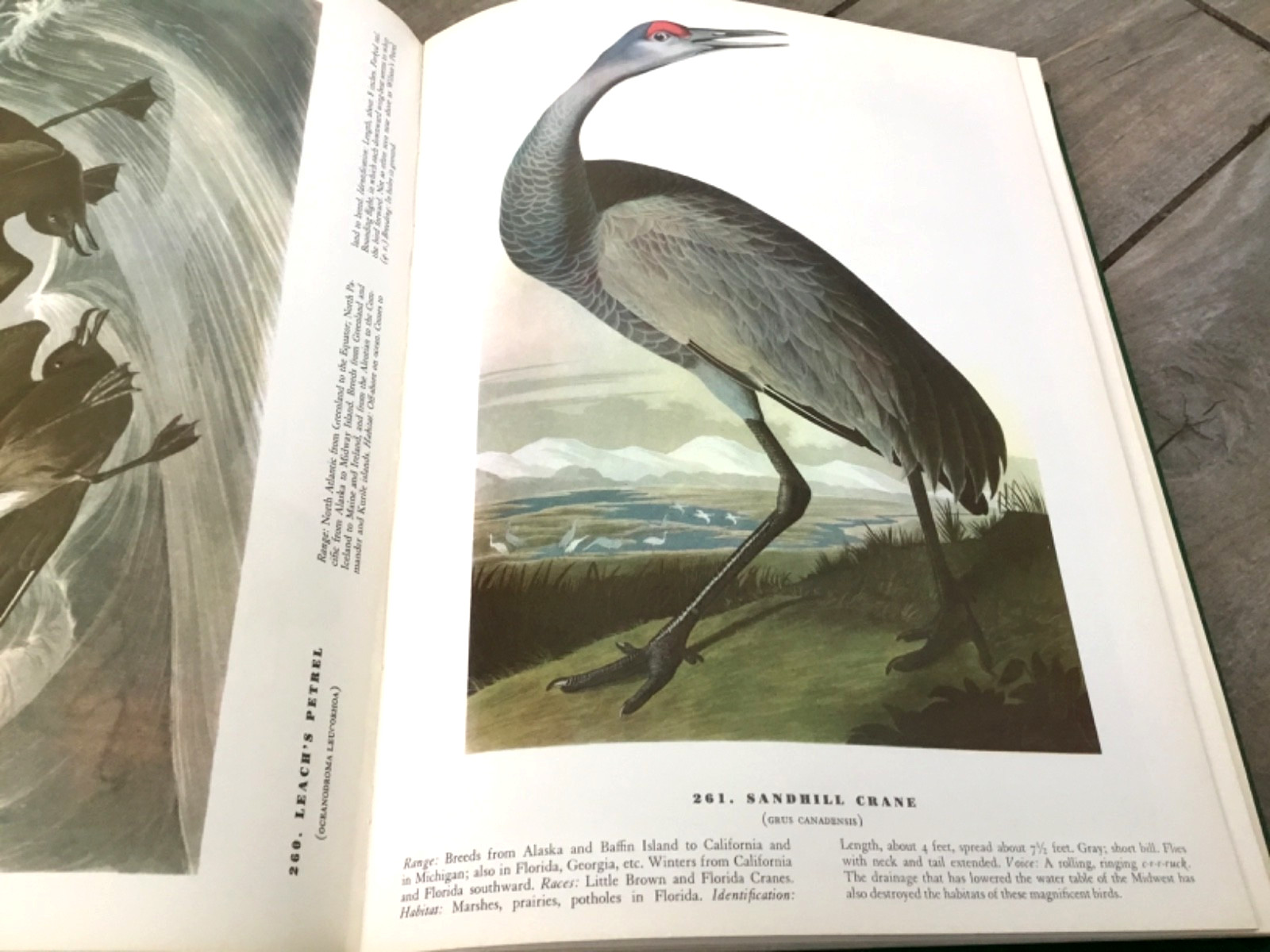 BIRDS OF AMERICA John Audubon McMillan Co Color Plate Prints 10th Printing 1974