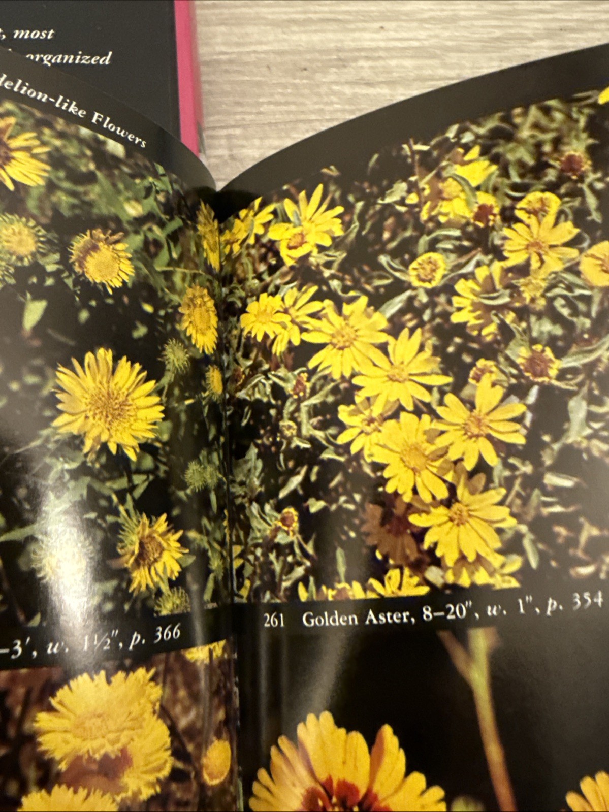 Taylor’s Guide to Orchids : More Than 300 Orchids, Photographed and…