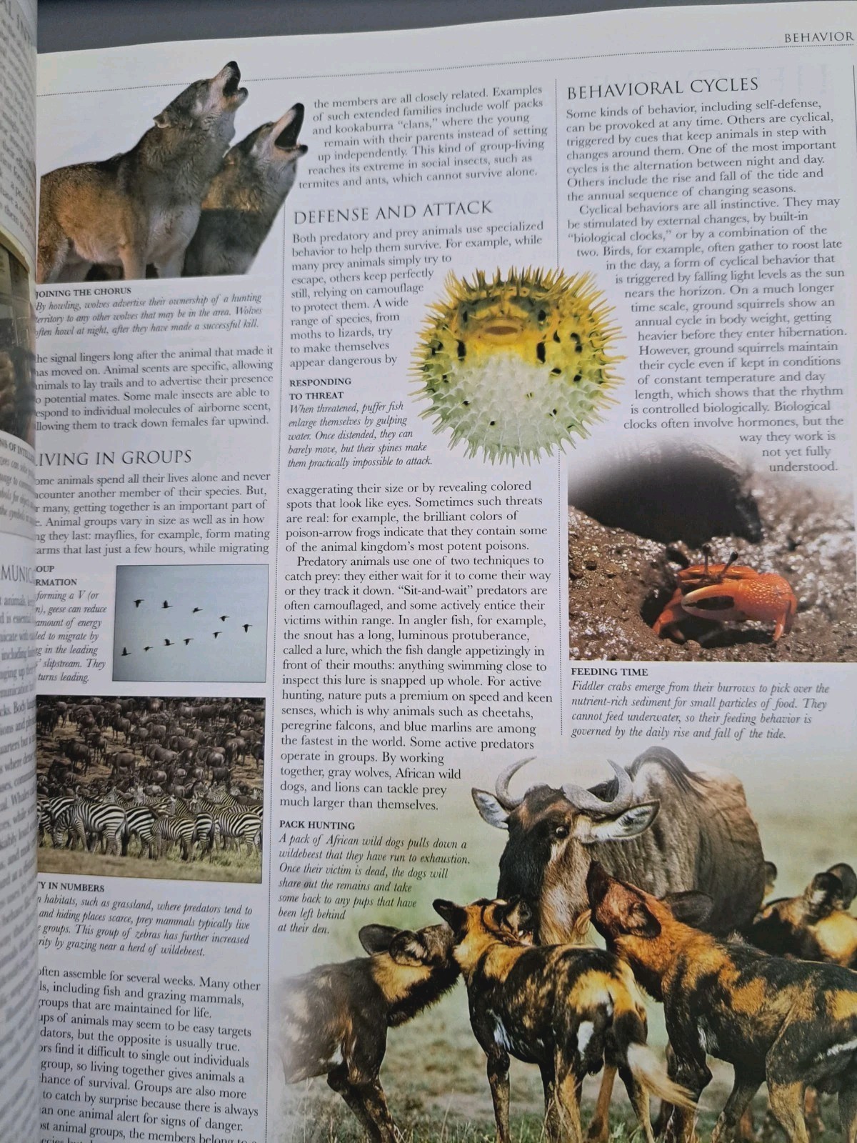 Smithsonian Institution Animal – Visual Guide to Wildlife Educational Book