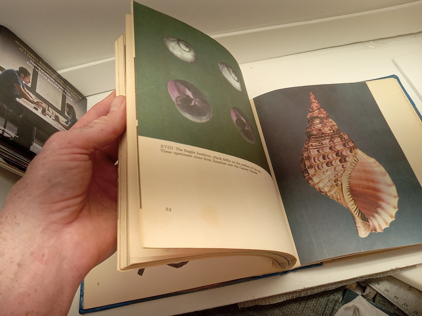 Shells By Roderick Cameron (HC, 1961) Ex Library – READ