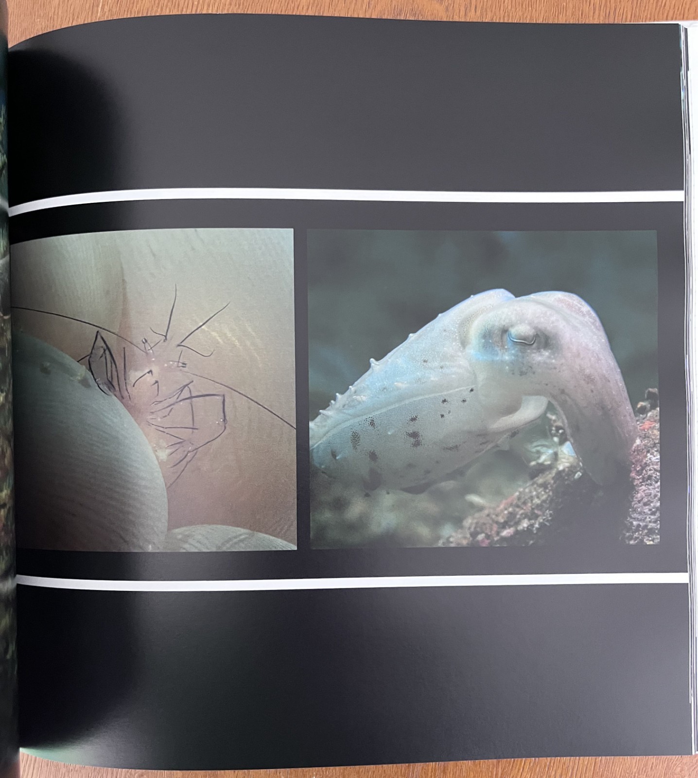 Philippines Diving: Anilao Batangas Verde Island Passage Coral Reef Photography