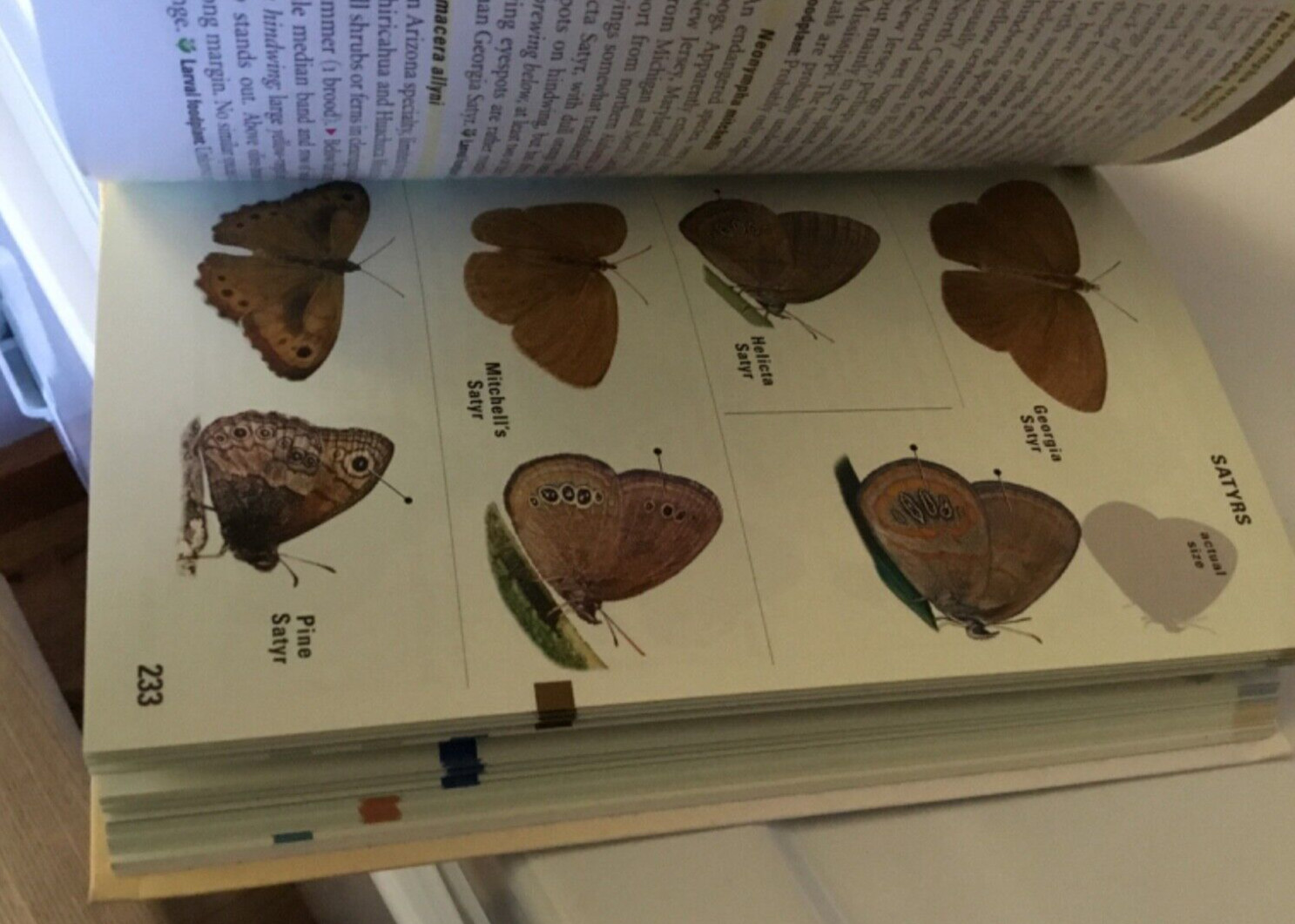 Kaufman Field Guide to Butterflies of North America Kaufman VG Softcover Book
