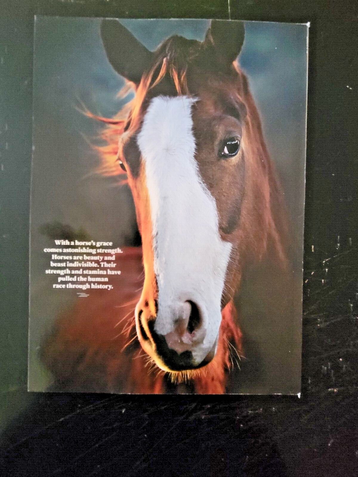 HORSES by LIFE The World’s Most Beautiful Animal – Plus Why We Love Horses