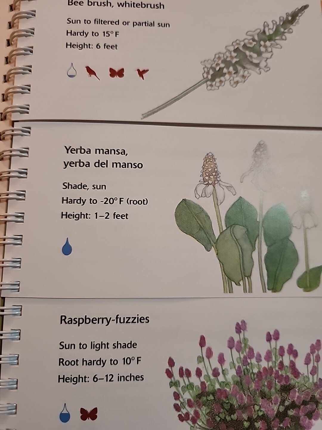The Arizona Low Desert Flower Garden by Kirti Mathura 2007 HB Spiral Bound
