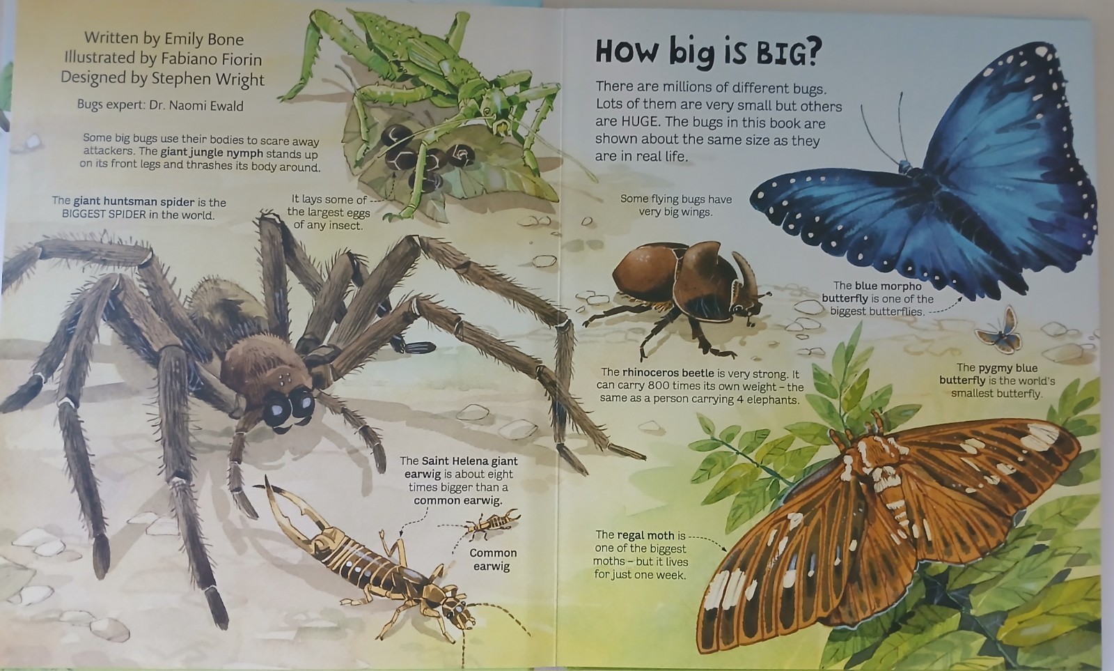 Usborne Big Book Of Dinosaurs & Bugs STEM Learning Fold-Out Pages Home School