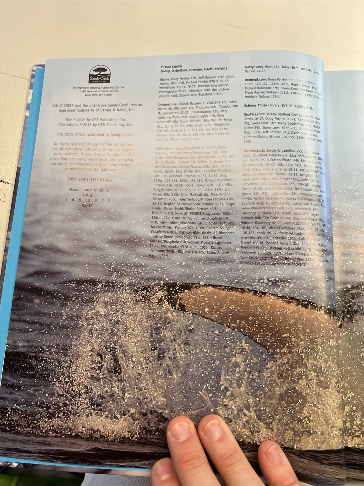 The Complete Guide to Sharks Hardcover Camilla de la Bedoyere