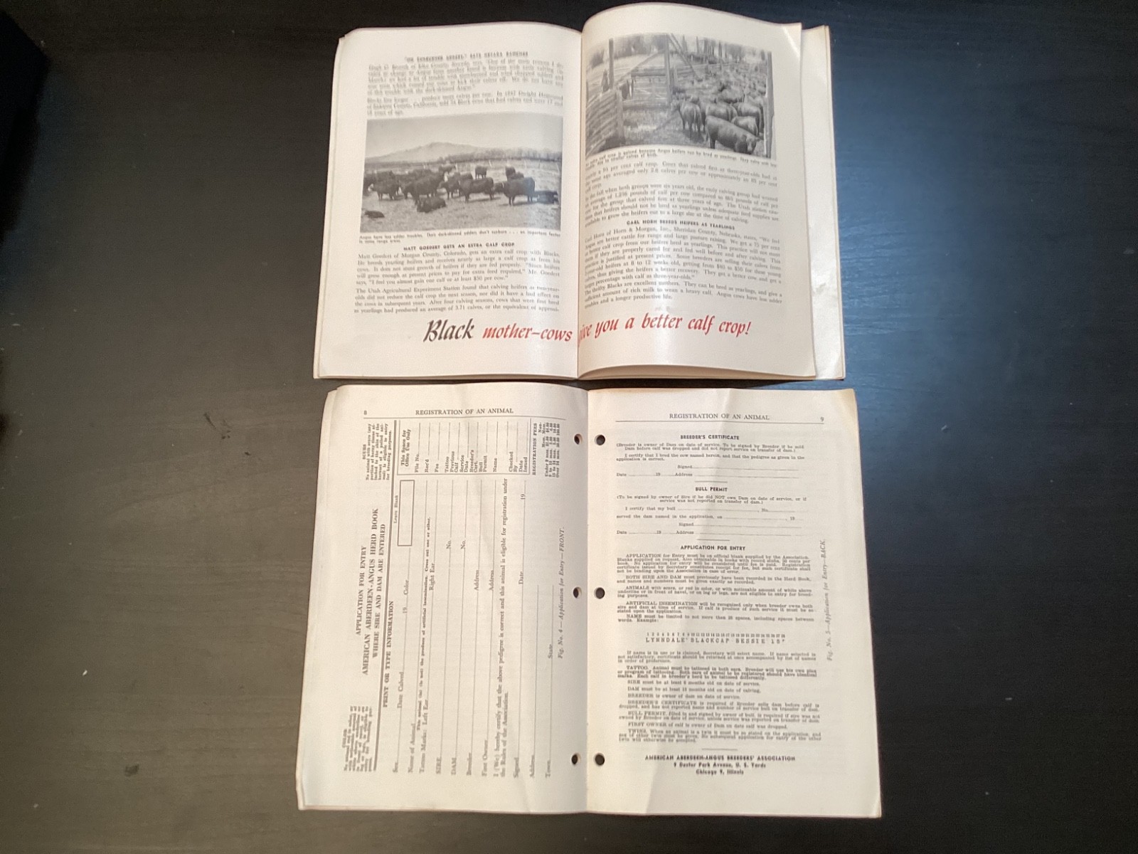 9 Vtg. 1950s Abeerdeen-Angus Books/Booklets History Rules Breeders Sales +
