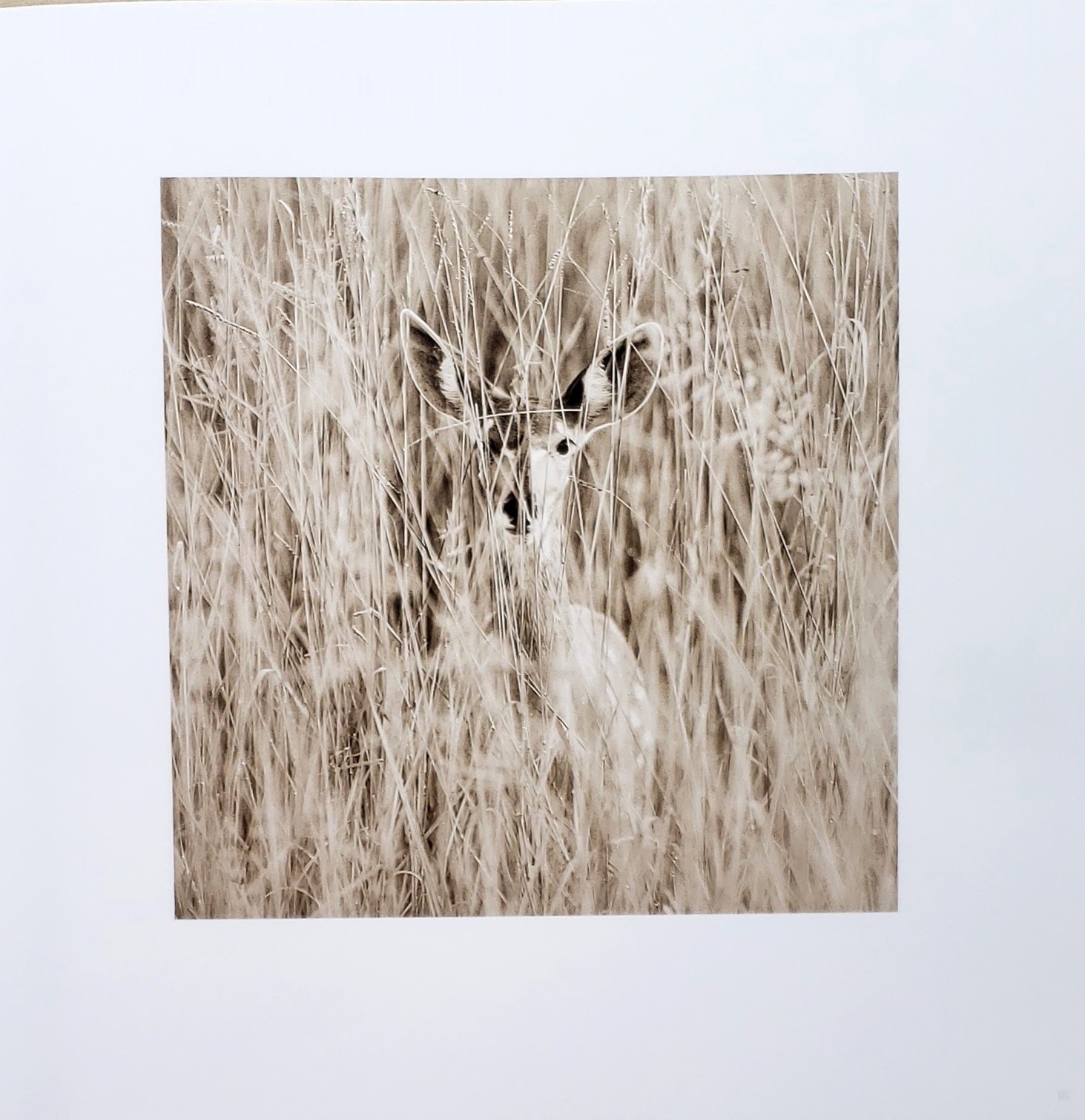 Homage by Graham Springer First Edition 2015
