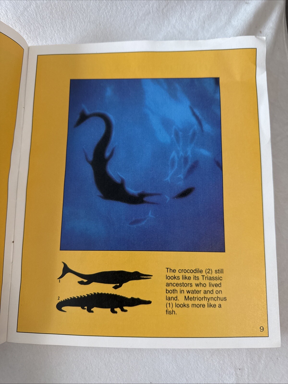 The Jurassic Dinosaurs – Paperback By Dougal Dixon – GOOD