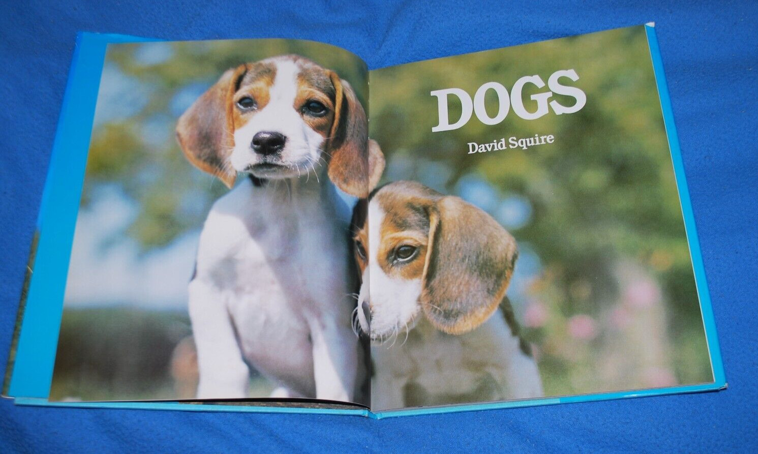 DOGS (1978 oversized hardcover w dj) David Squire Fast Free Ship