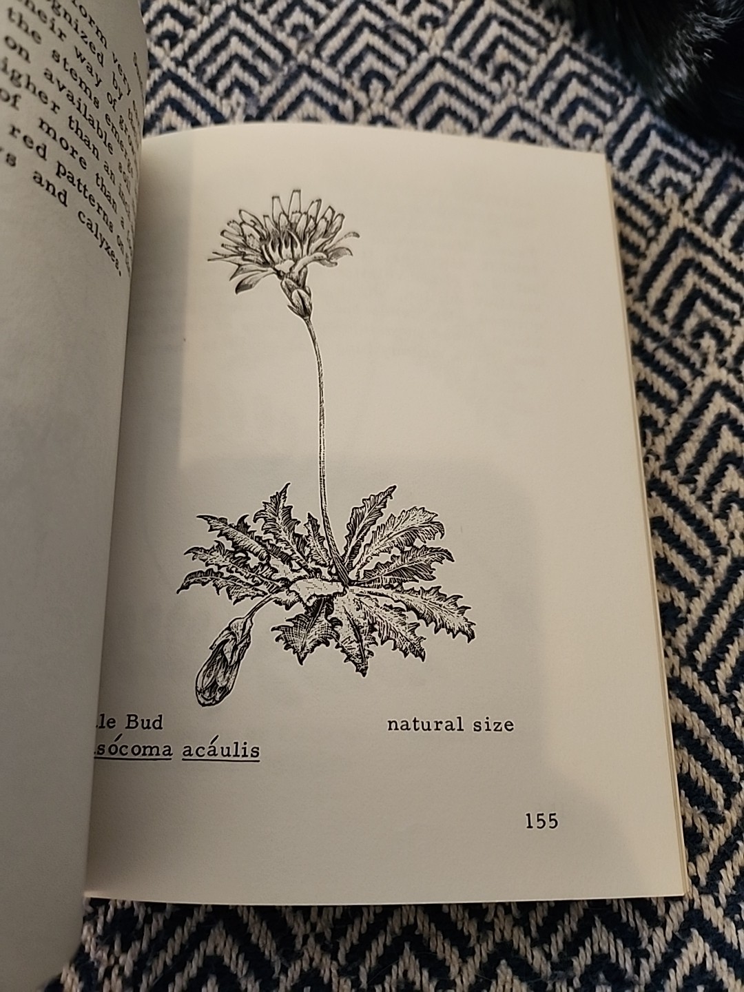 Mockel’s Desert Flower Notebook SIGNED by Author