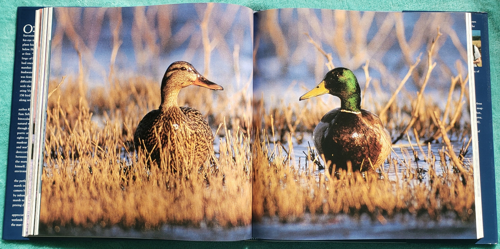 The Winemaker’s Marsh 4 Seasons In A Restored Wetland 2001 Hardcover 166 Pages