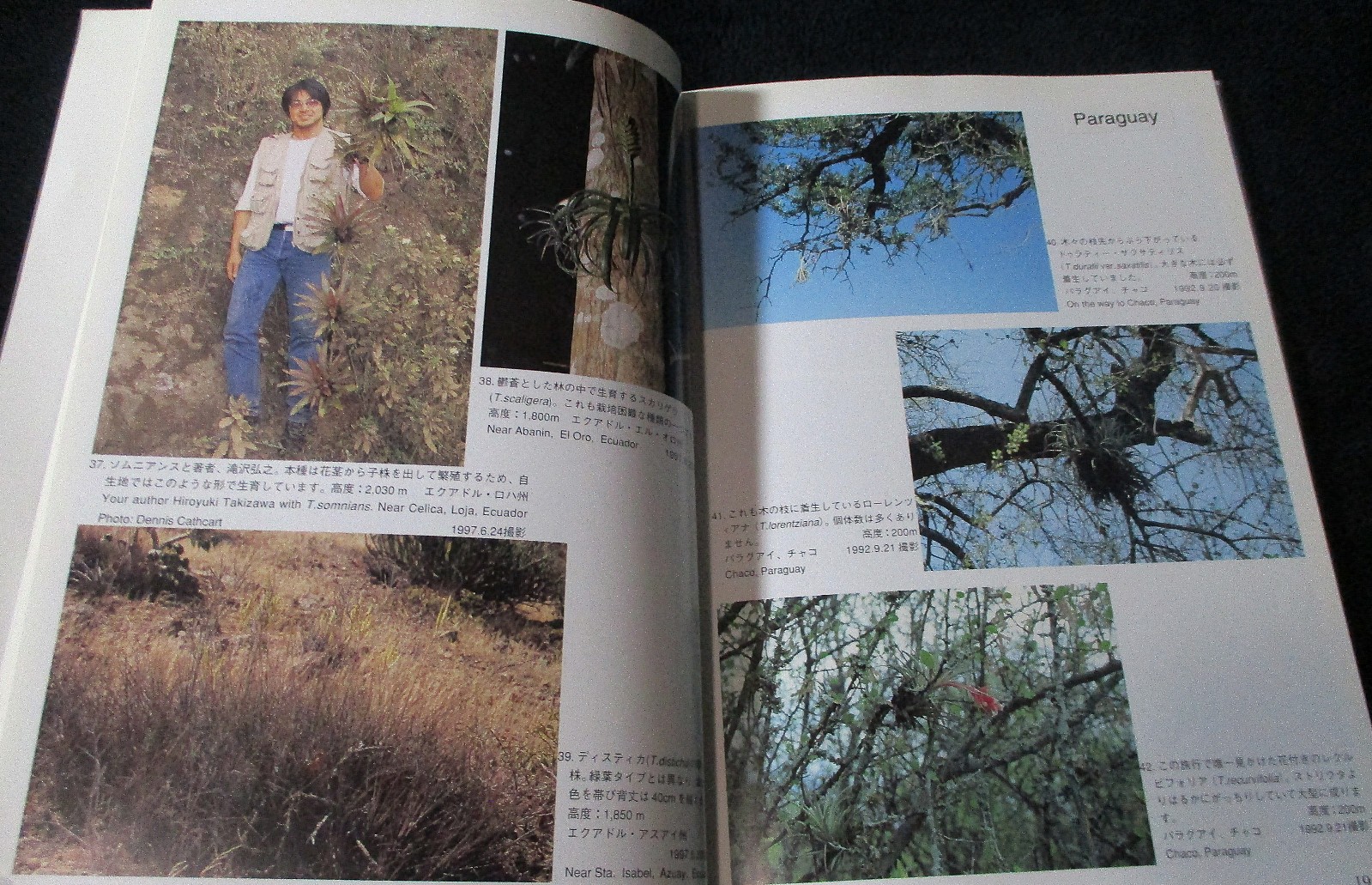 NEW TILLANDSIA HANDBOOK Shimizu-Takizawa 1998 Air Plants Japanese-English SCARCE