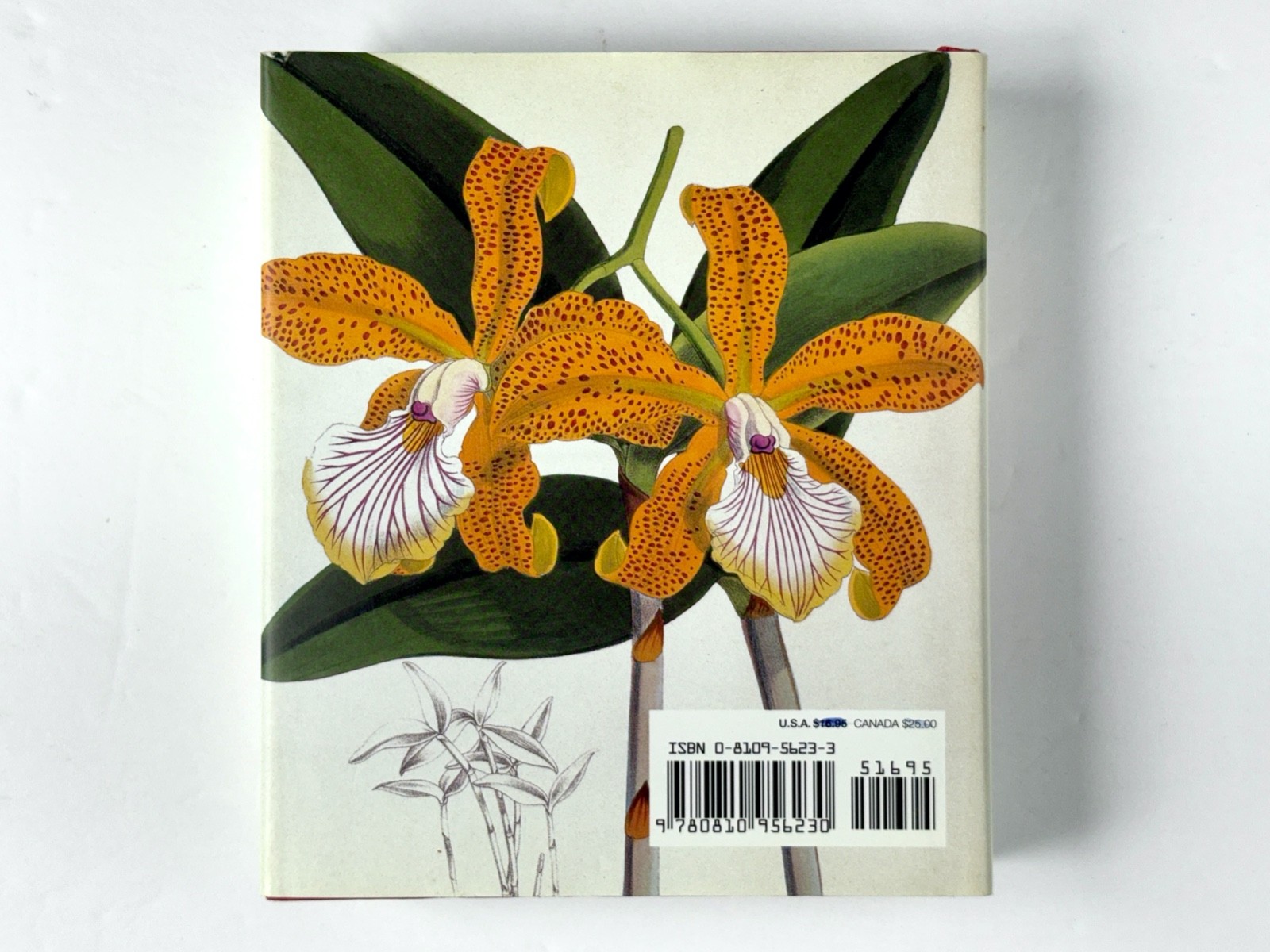 Lot of 3 Orchid Books Mark Griffiths (2005 HC) + Orquideas +Albert Hollingsworth
