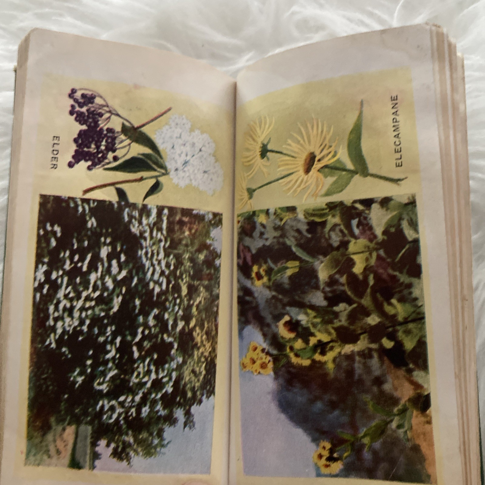 The Herbalist 1934 Joseph E. Meyer Green Hardcover Color Plates Illustrated