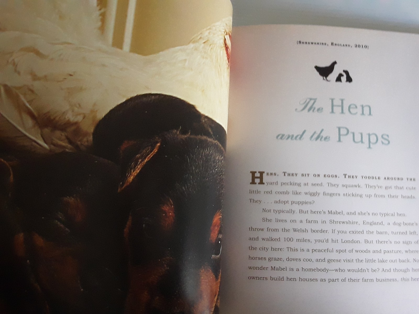 Unlikely Loves By Jennifer S. Holland 43 Heartwarming True Stories Animals Pets