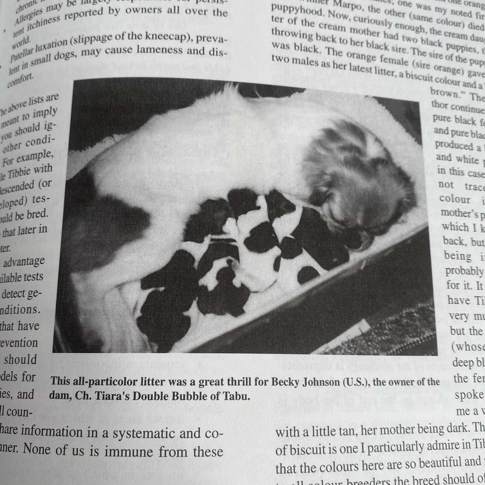 The Tibetan Spaniel: A Gift From The Roof Of The World Susan Miccio 254 pages