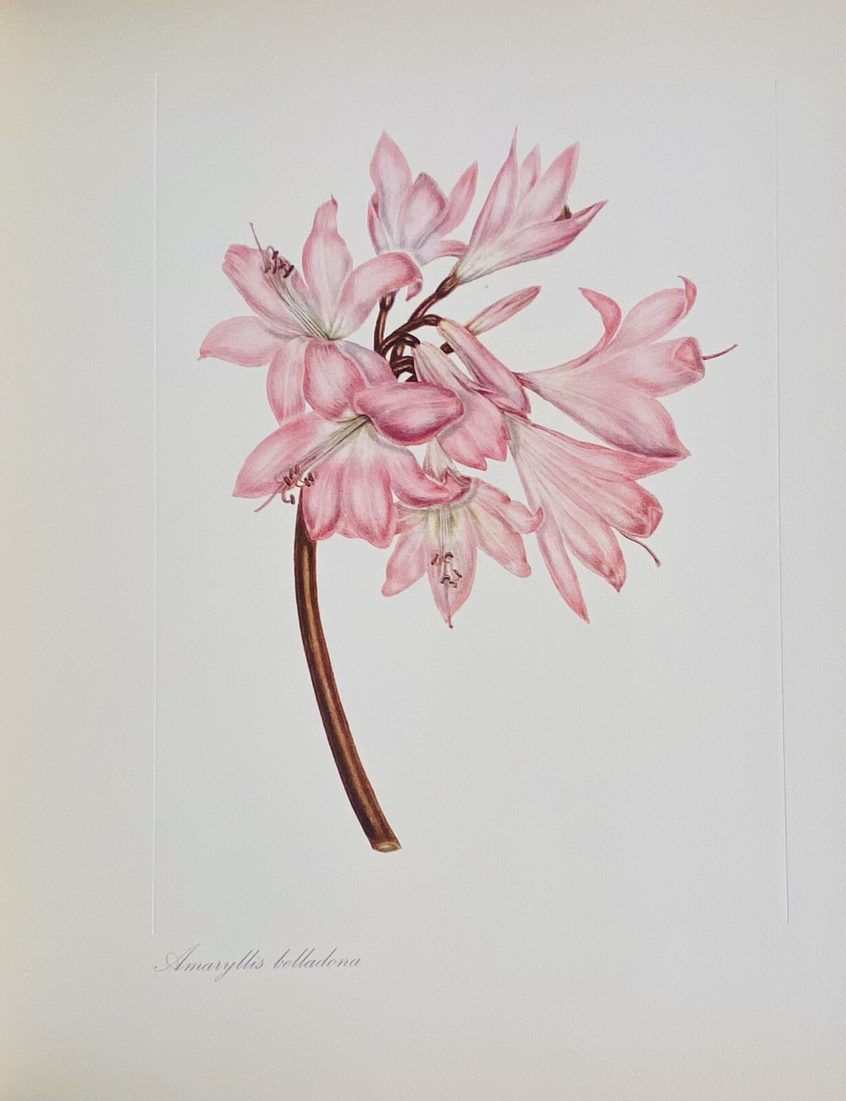 Arabella Roupell Pioneer Artist Of Cape Flowers Allan Bird 1st EDT 291/625 Sigd.