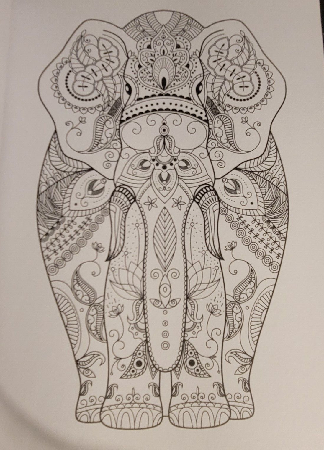 COLORS OF THE WILD Vol. 20 Adult Coloring Book With 47 Prints Ready To Frame!