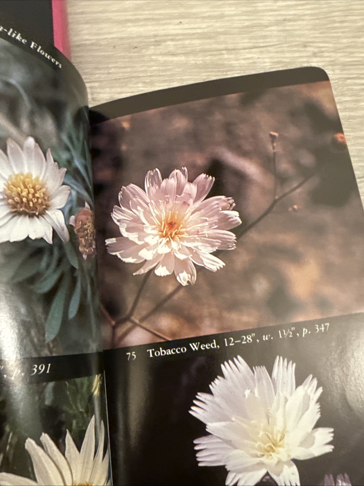 Taylor’s Guide to Orchids : More Than 300 Orchids, Photographed and…