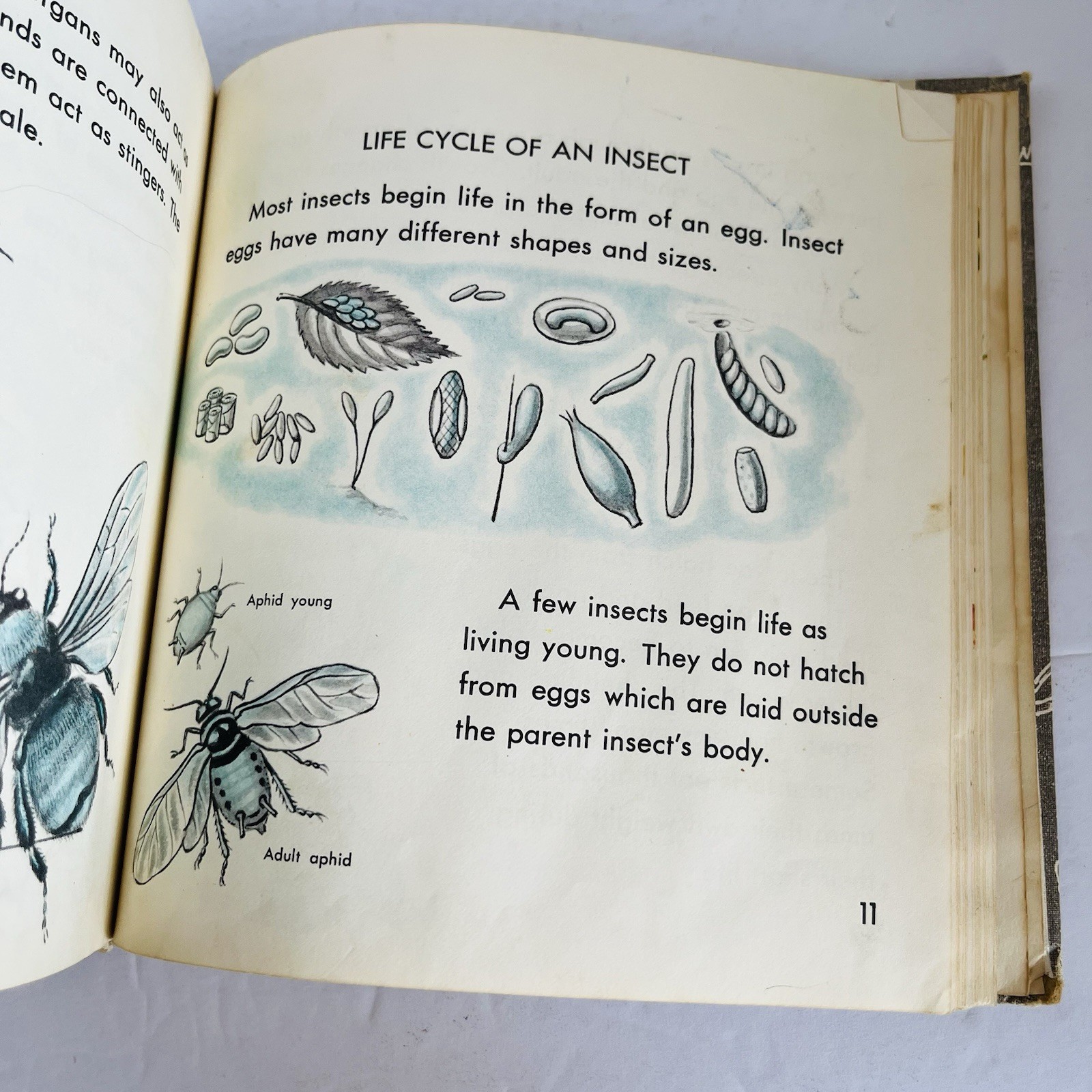 What is An Insect Charles D Neal 1961 Vintage Childrens Science Book Homeschool