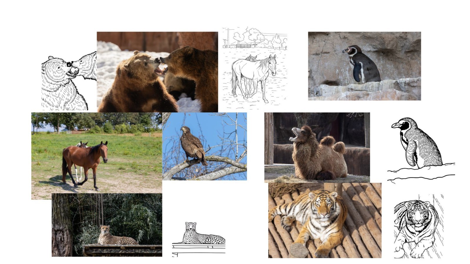 Digital Download set of 20 animal coloring pages Made from real photos very cute
