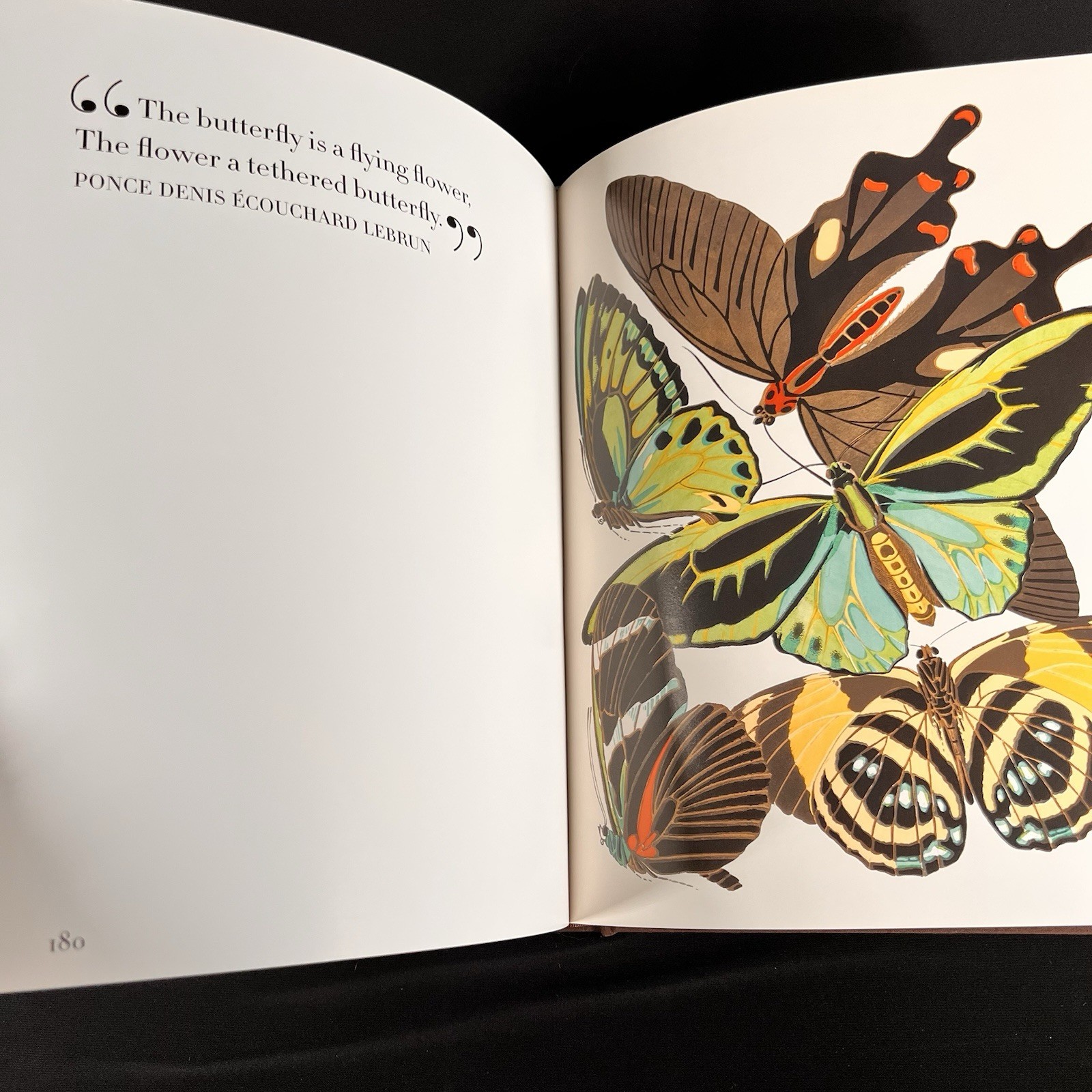 Botanicals : Butterflies and Insects by Leslie K. Overstreet (2008, Hardcover)