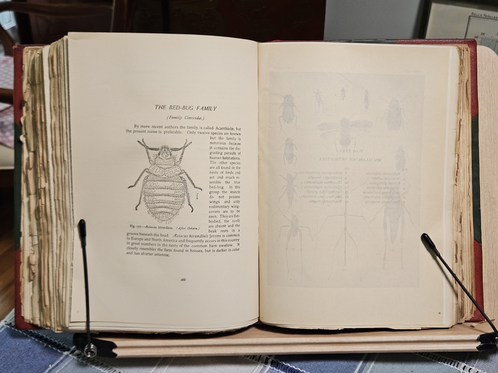 The Insect Book by Leland O. Howard, Ph.D. HC 1903 Red Leather/Green Cloth