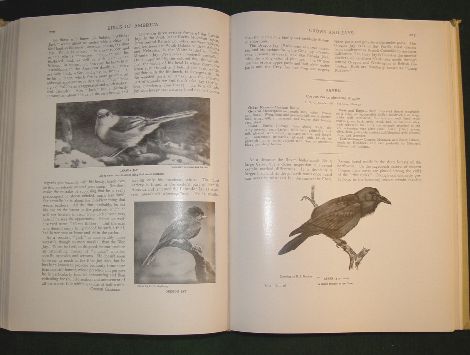 1936 ed. Beautifully Illustrated “BIRDS OF AMERICA” 258 pages Hardcover Book