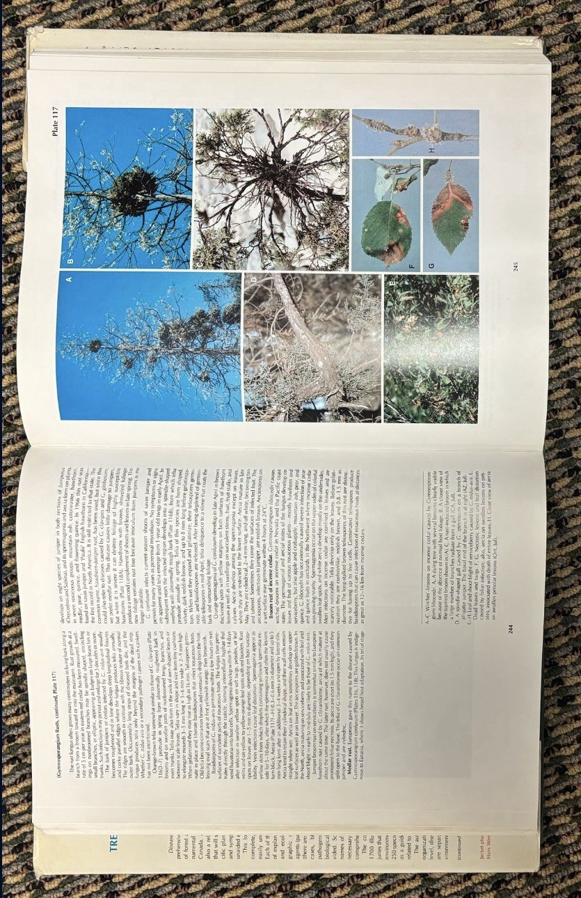 Diseases of Trees and Shrubs by Howard H. Lyon, Wayne A. Sinclair and Warren T.
