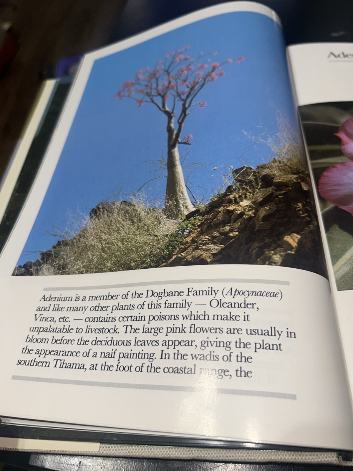 Golden Days in the Desert: Wild Flowers of Saudi Arabia