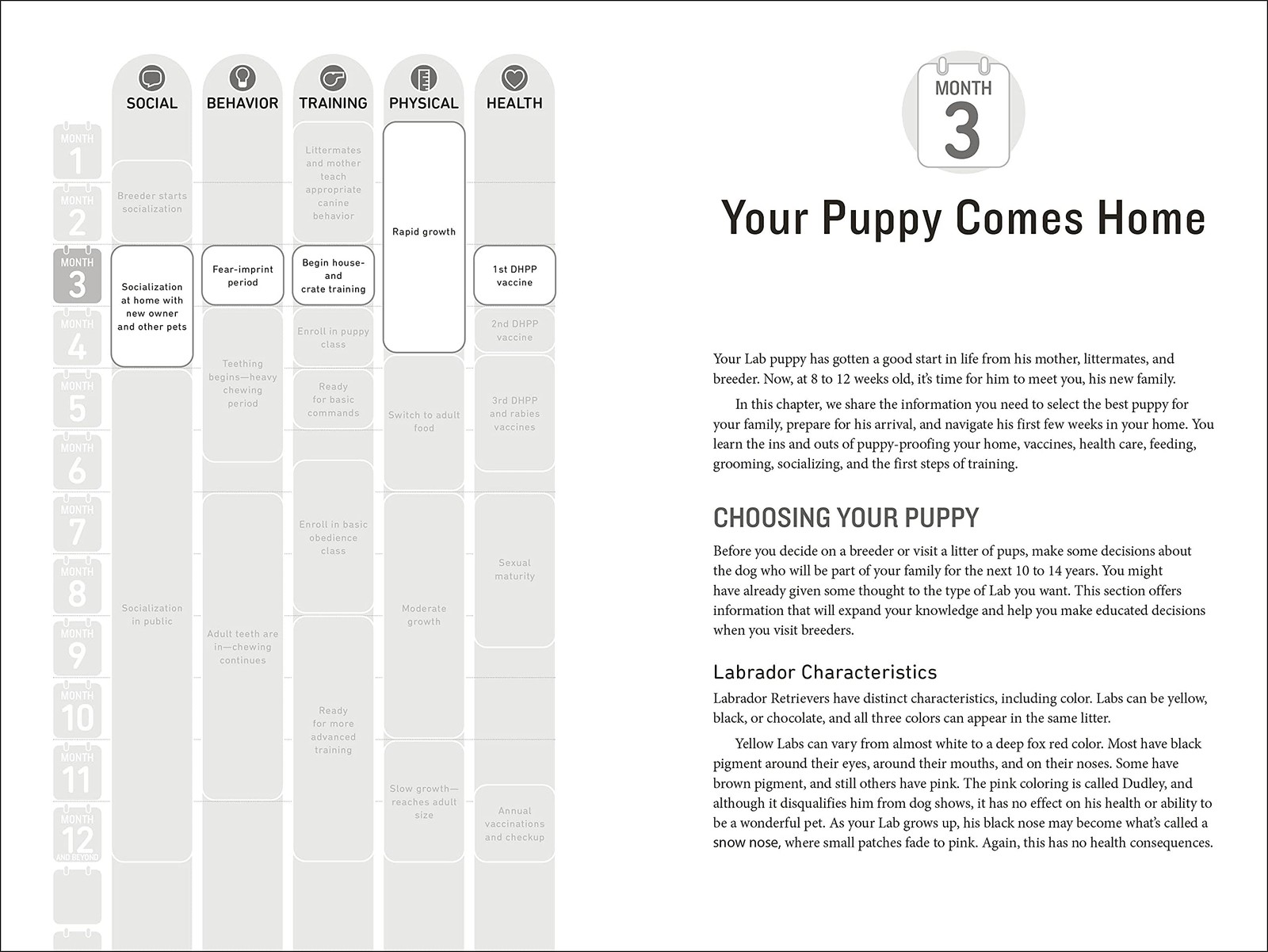 Your Labrador Retriever Puppy Month by Month, 2nd Edition: Eve…