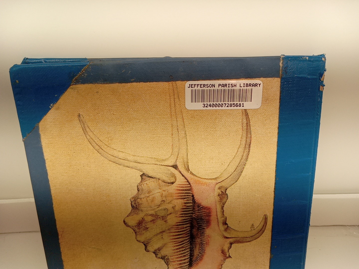 Shells By Roderick Cameron (HC, 1961) Ex Library – READ