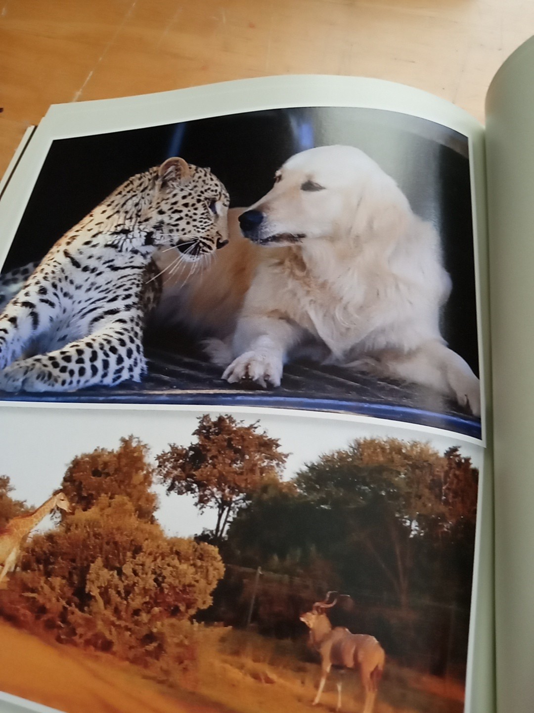 Unlikely Loves By Jennifer S. Holland (Paperback, 2013) 43 True Stories