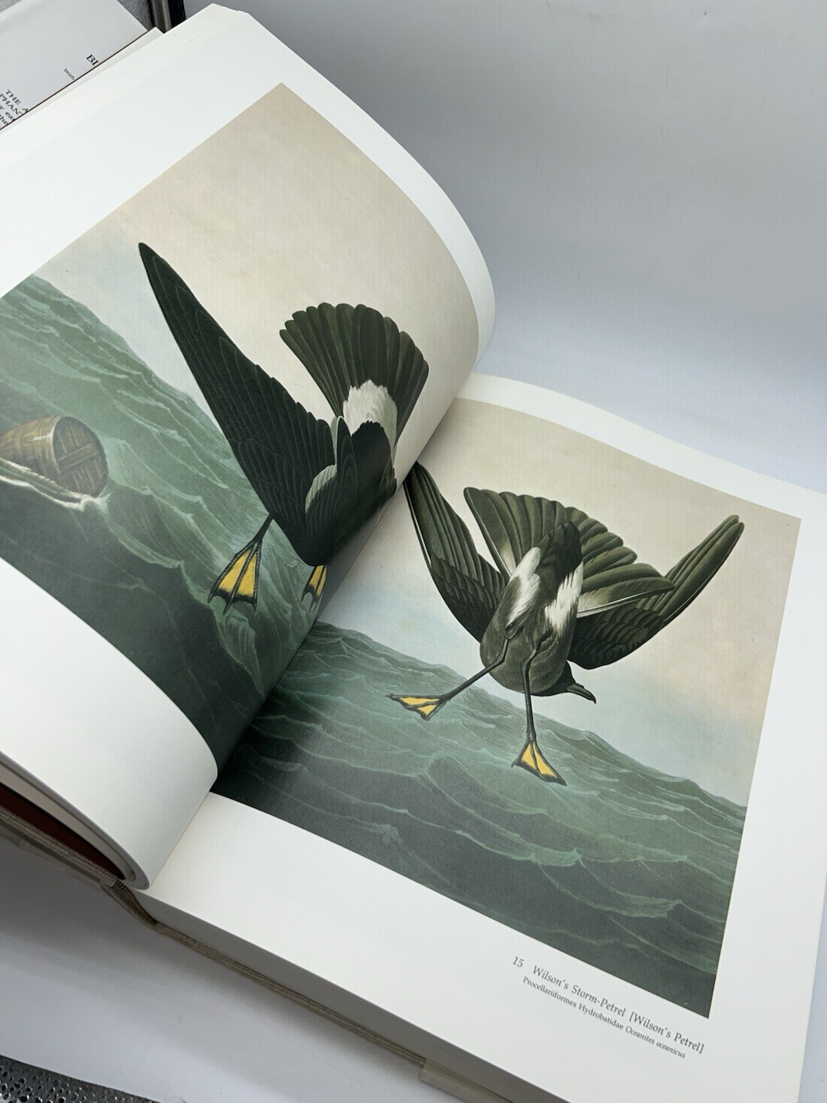 Audubon’s Birds of America Peterson Harrison House Audubon Society 435 Pgs 5B