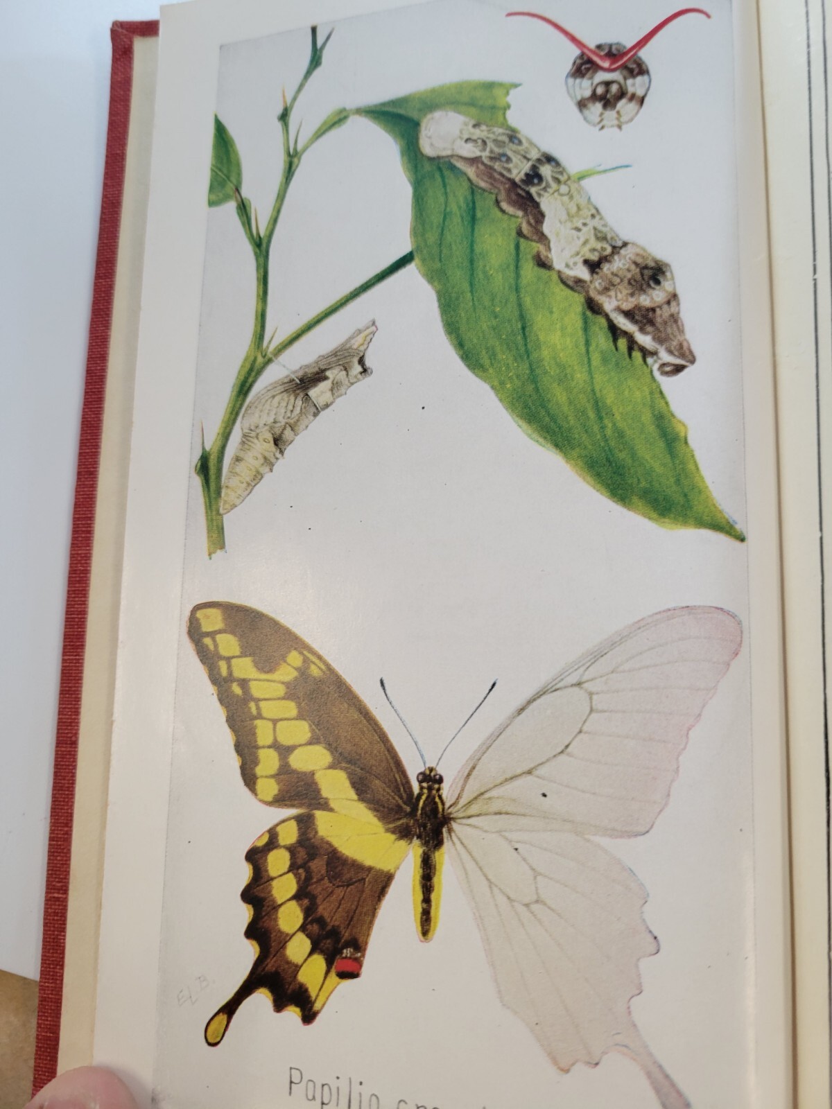 Field Book of INSECTS 1948 Revised Edition by Frank E. Lutz NICE COPY