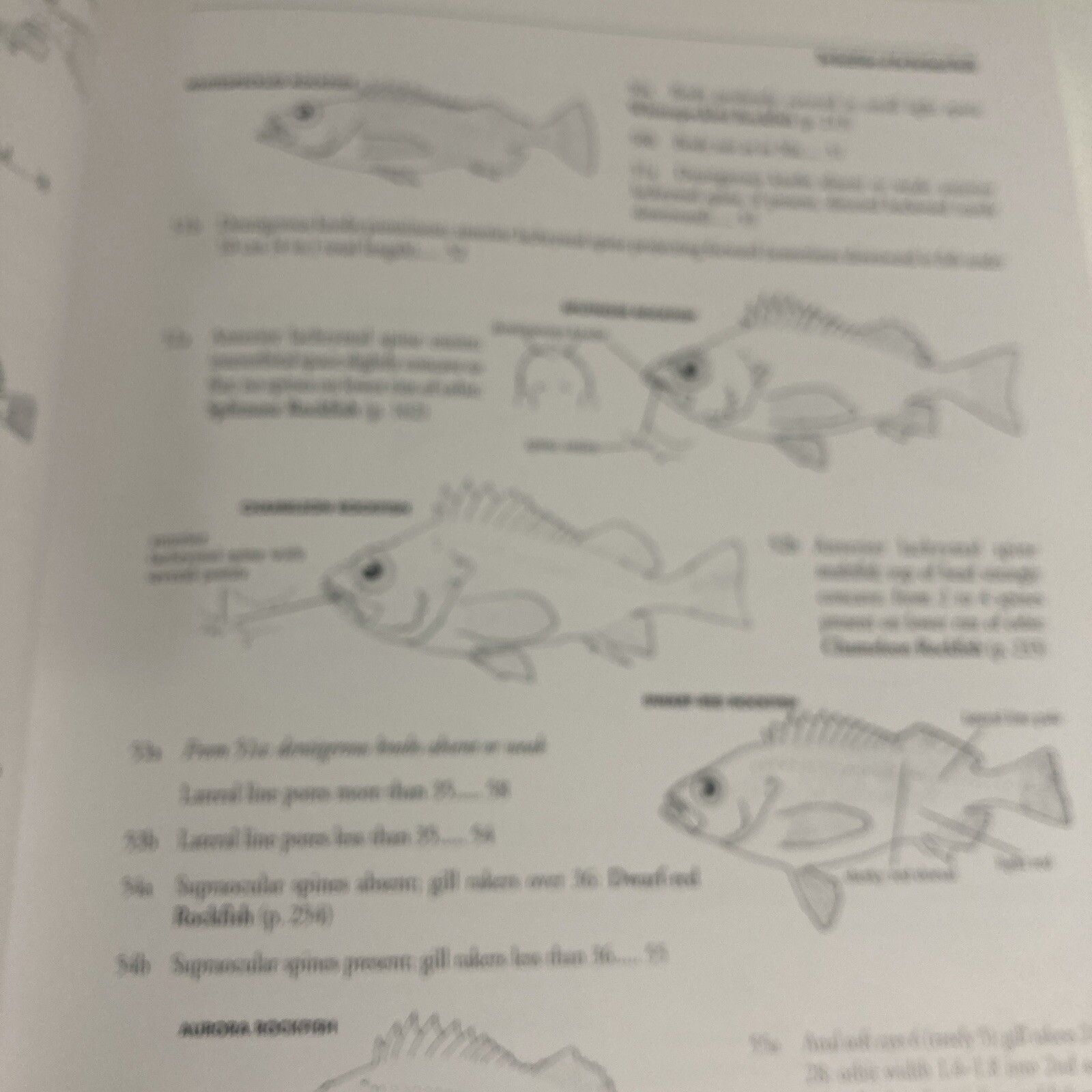 The Rockfishes Of The Northeast Pacific Paperback Many Authors Signed By All