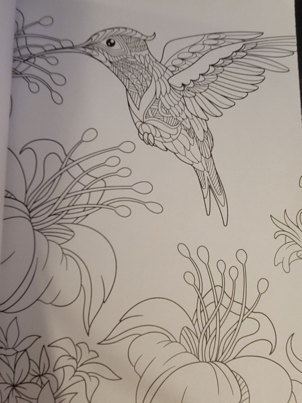 MAJESTIC CREATURES Vol. 18 Adult Coloring Book With 47 Prints Ready To Frame!