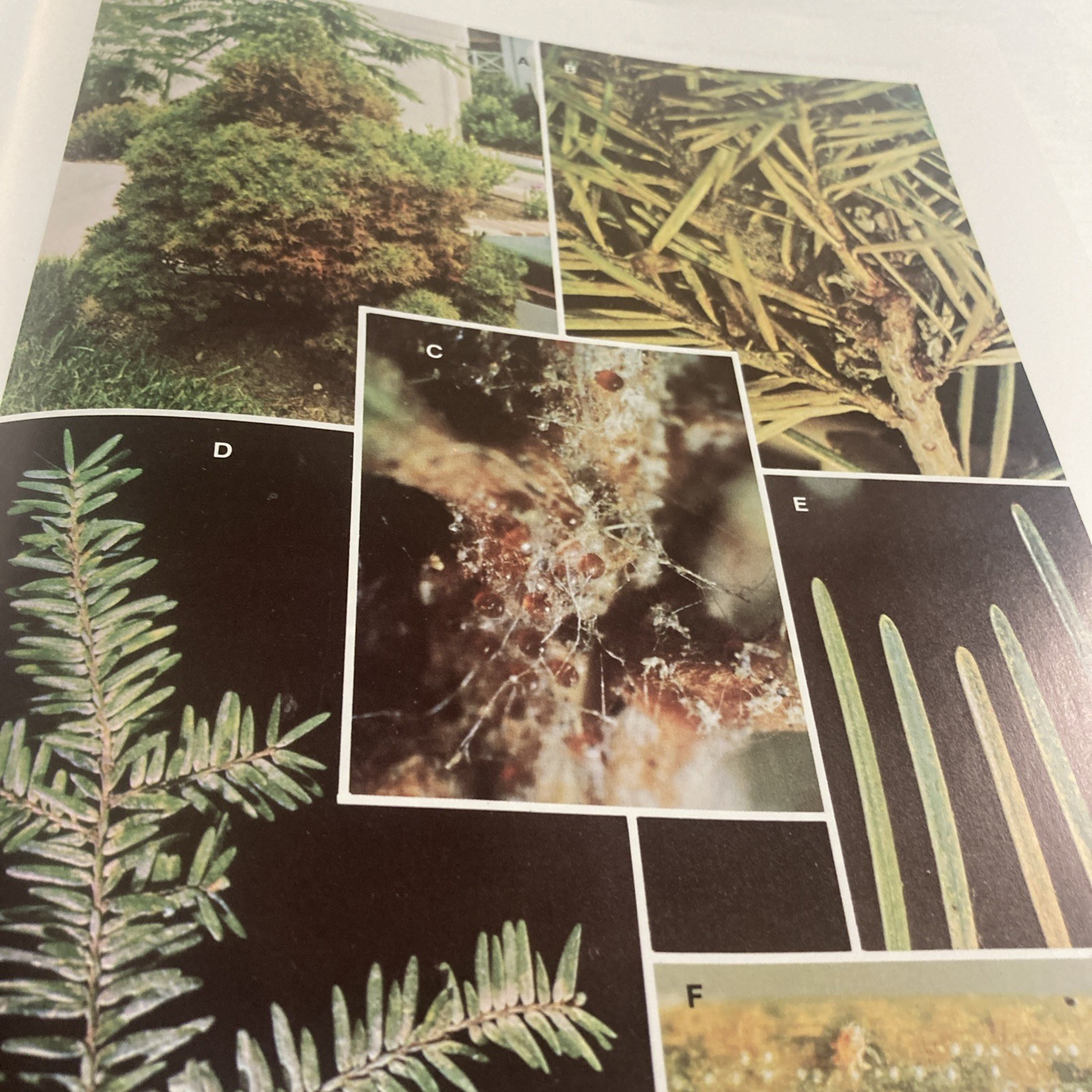 Insects That Feed On Trees and Shrubs by Warren Johnson + Howard H. Lyon HC/DJ